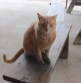 Leroy the Barn Cat